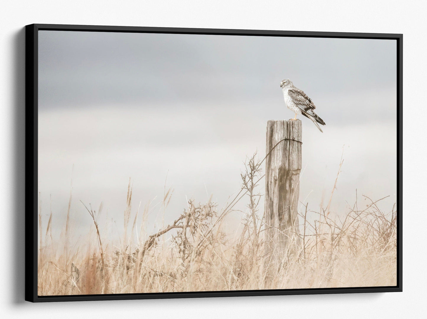 Northern Harrier Hawk on Fence Canvas-Black Frame / 12 x 18 Inches Wall Art Teri James Photography