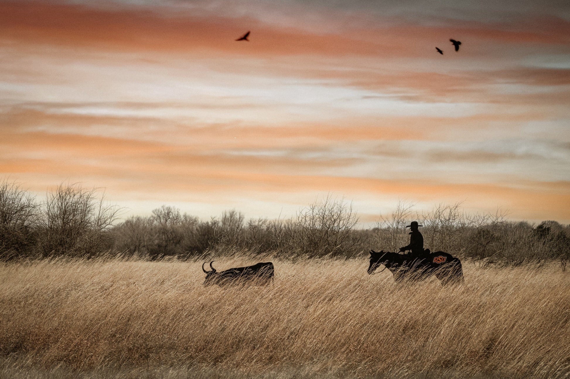 Teri James Photography Wall Art Paper Photo Print / 12 x 18 Inches Oklahoma State University - Cowboy, Horse and Longhorn