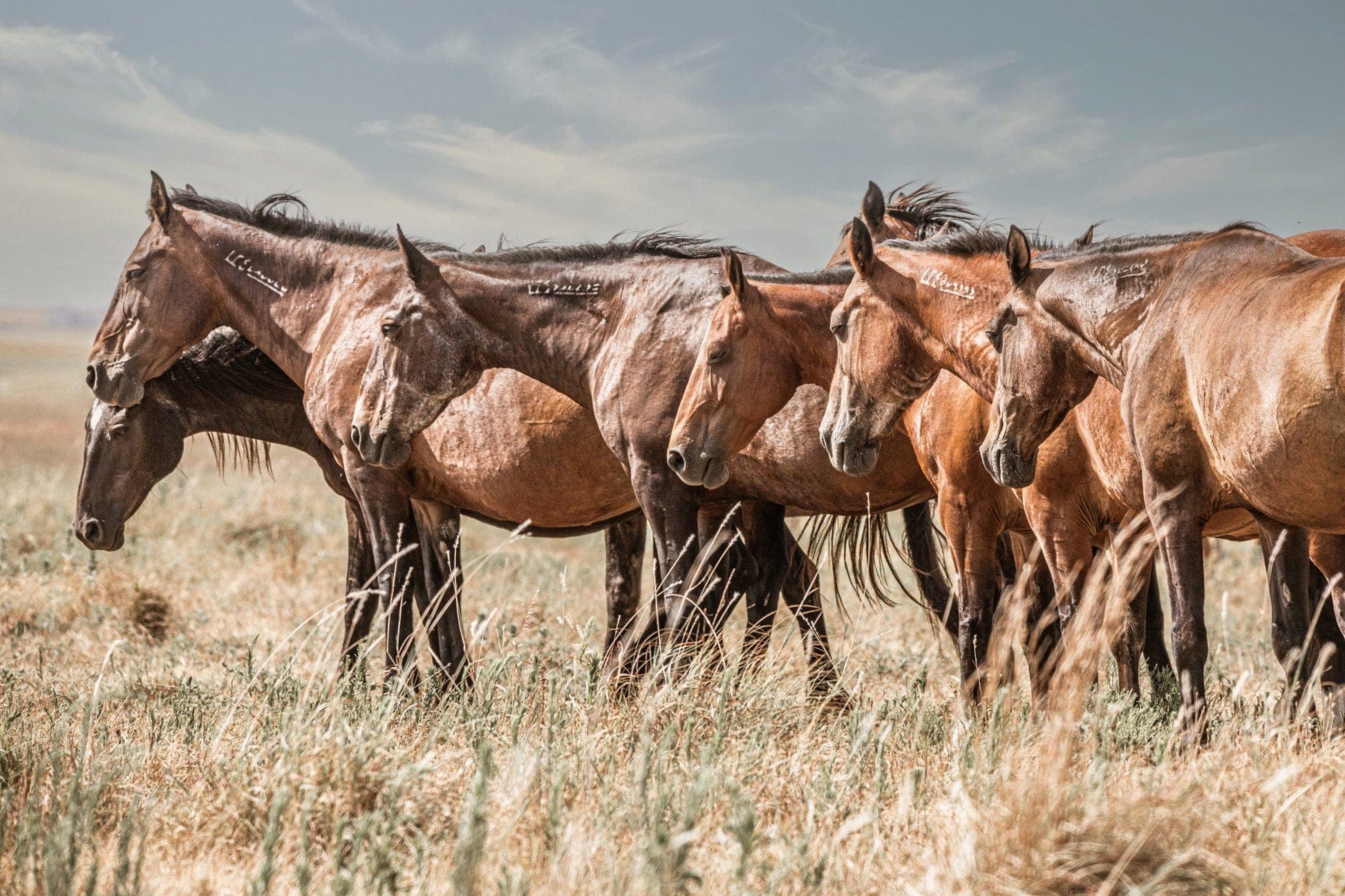 Teri James Photography Wall Art Paper Photo Print / 12 x 18 Inches Oklahoma Wild Horses of the Osage - Western Wall Decor