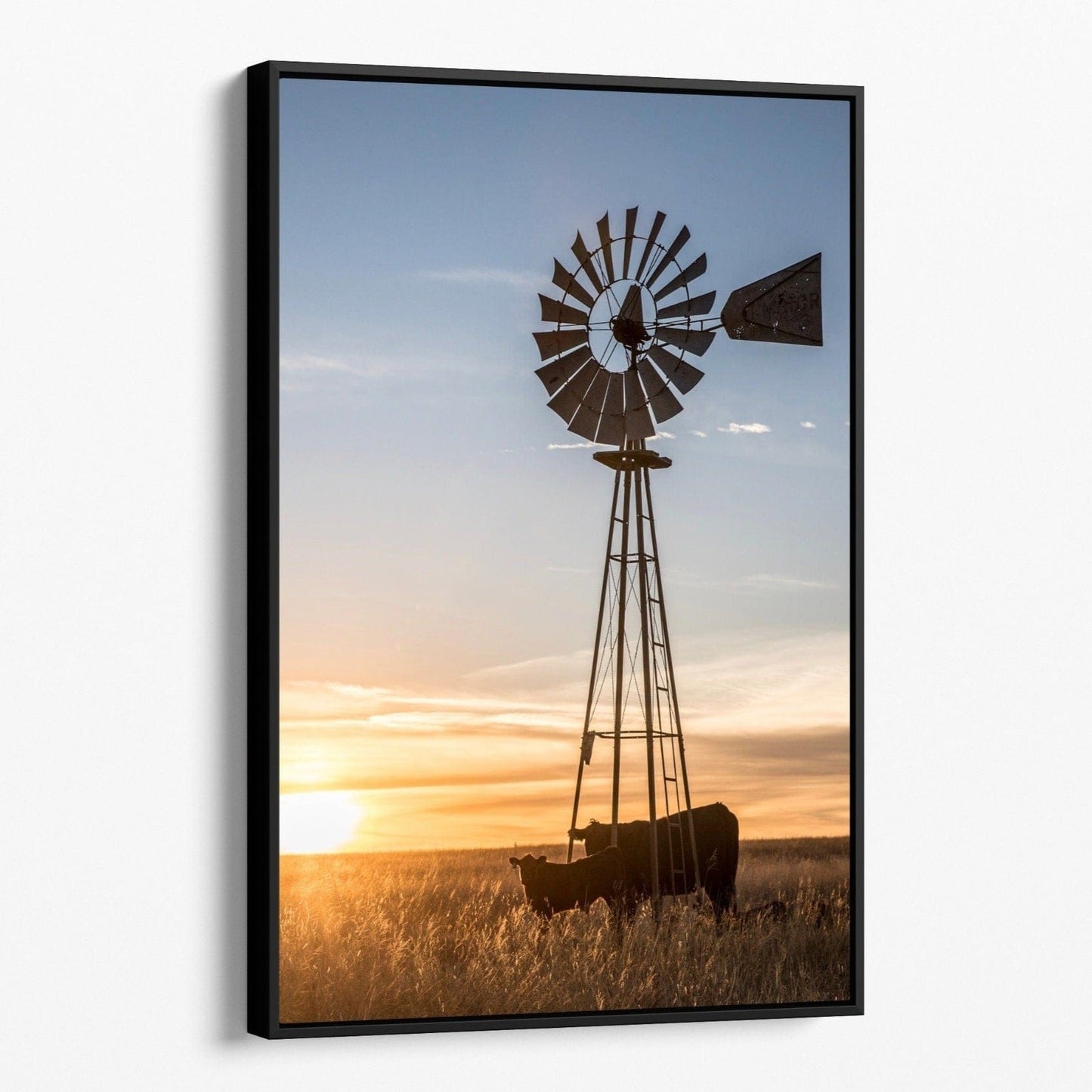 Old Windmill and Black Angus Cattle Canvas-Black Frame / 12 x 18 Inches Wall Art Teri James Photography