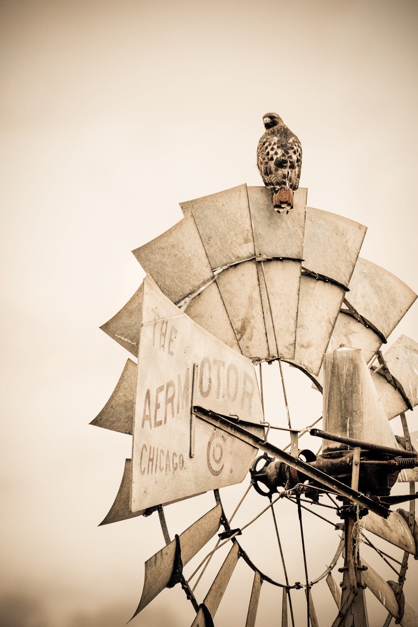 Old Windmill and Red Tailed Hawk Sepia Wall Art Paper Photo Print / 12 x 18 Inches Wall Art Teri James Photography