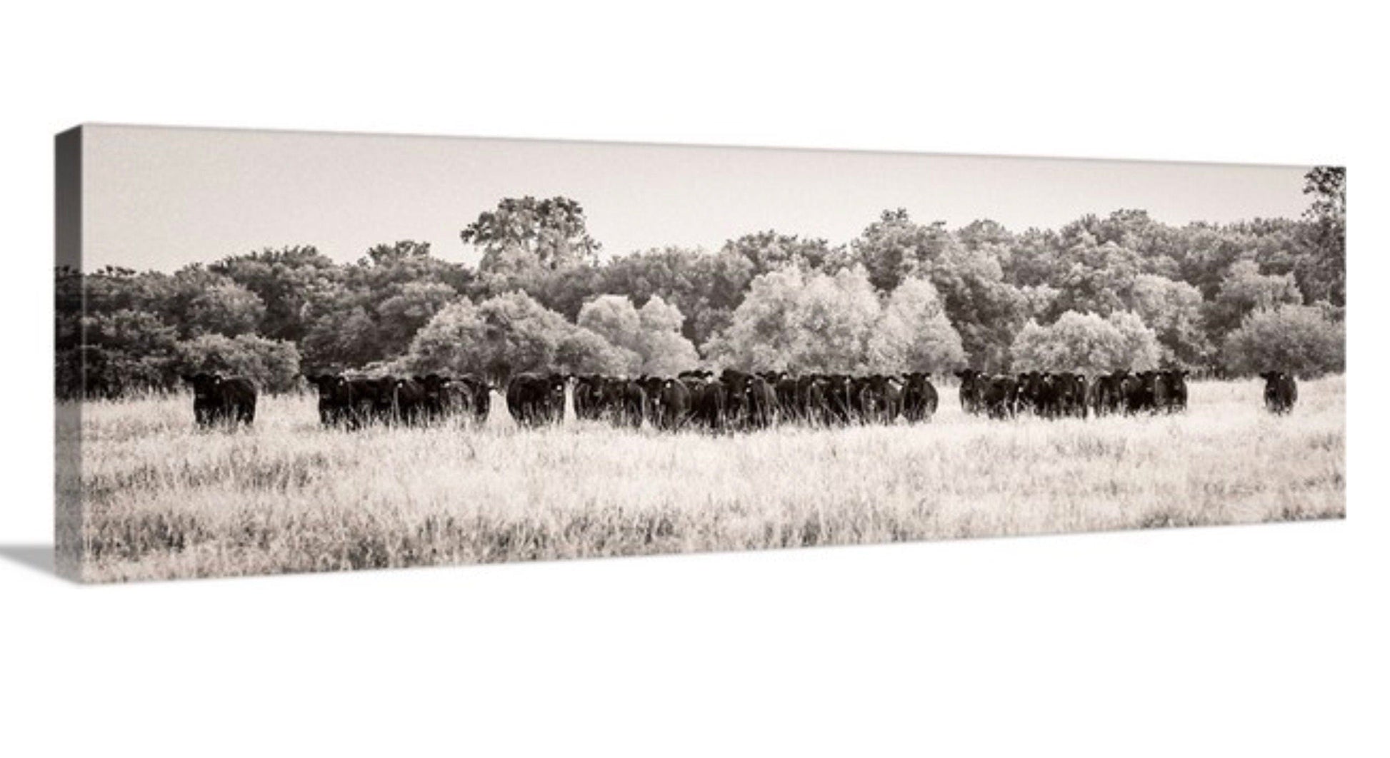 Panoramic Black Angus Cattle Canvas - Cow Panorama Art Canvas-Unframed / 12 x 36 Inches Wall Art Teri James Photography