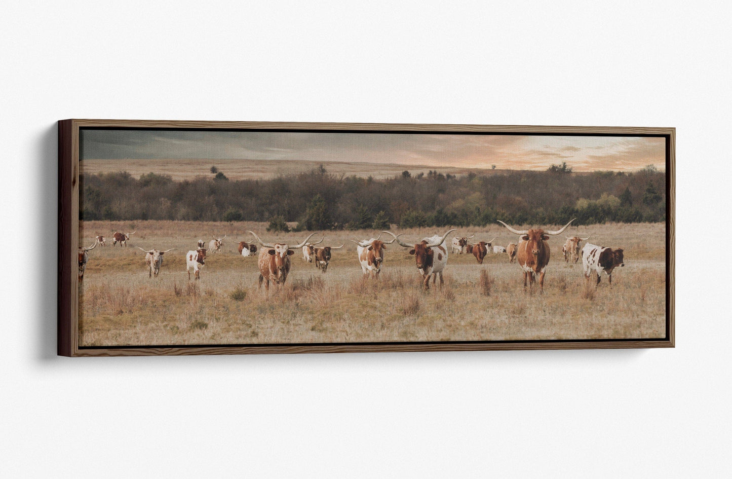Panoramic Texas Longhorn Cattle Herd Canvas-Walnut Frame / 12 x 36 Inches Wall Art Teri James Photography