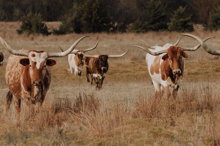 Panoramic Texas Longhorn Cattle Herd Wall Art Teri James Photography