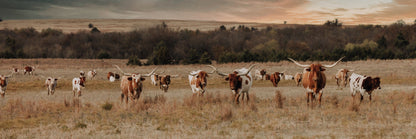 Panoramic Texas Longhorn Cattle Herd Paper Photo Print / 12 x 36 Inches Wall Art Teri James Photography
