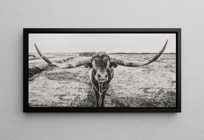 Panoramic Texas Longhorn Wall Canvas in Black & White Canvas-Black Frame / 24 x 48 Inches Wall Art Teri James Photography