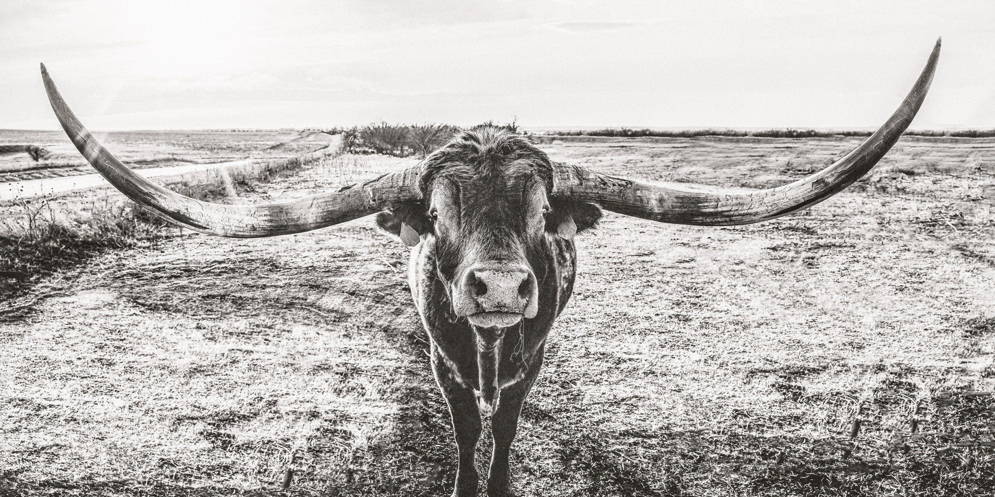 Panoramic Texas Longhorn Wall Canvas in Black & White Paper Photo Print / 24 x 48 Inches Wall Art Teri James Photography