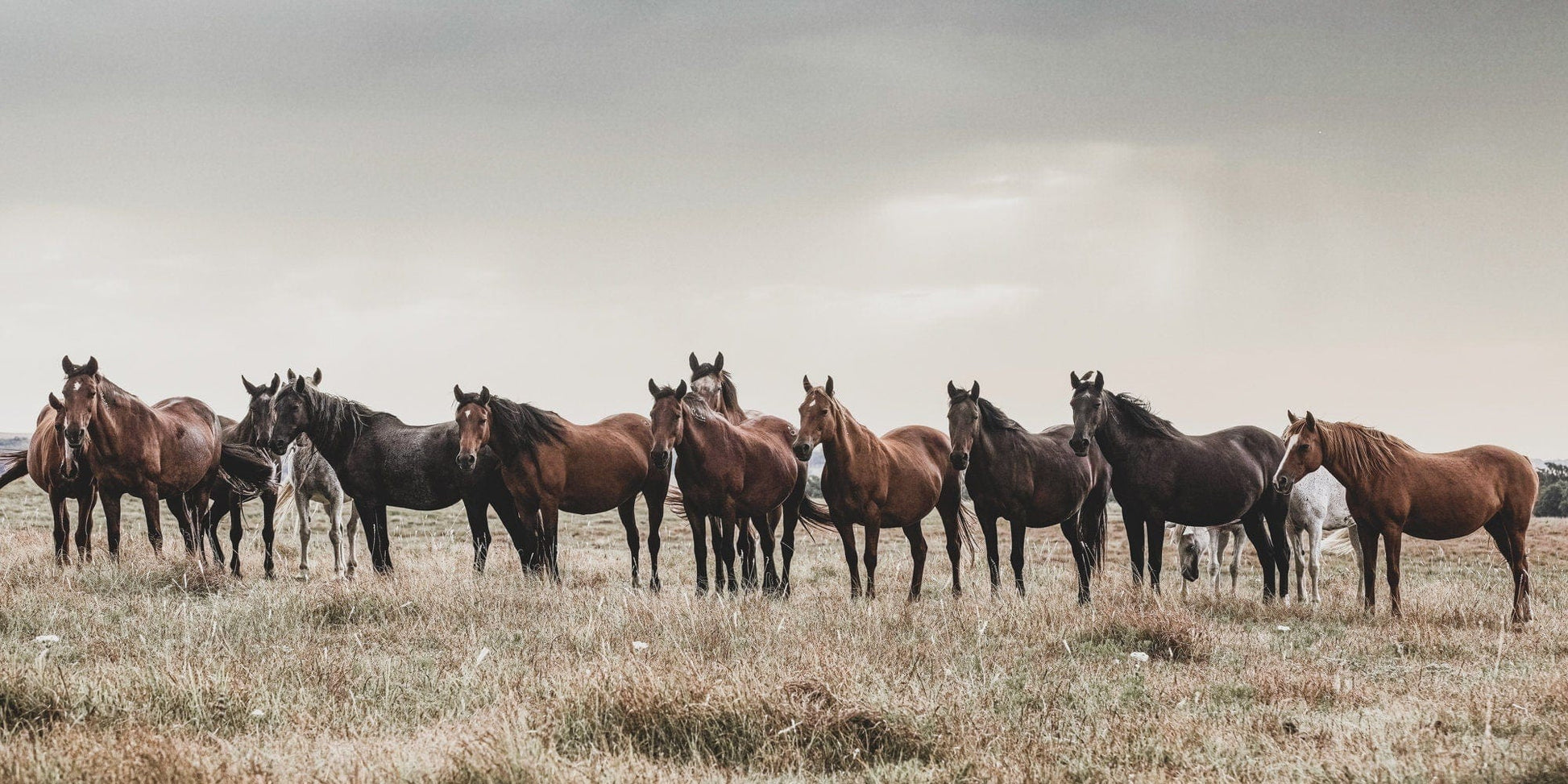 Teri James Photography Wall Art Paper Photo Print / 24 x 48 Inches Panoramic Wild Horse Canvas Print