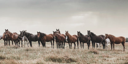 Panoramic Wild Horse Canvas Print Paper Photo Print / 24 x 48 Inches Wall Art Teri James Photography