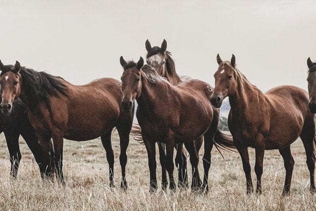 Panoramic Wild Horse Canvas Print Wall Art Teri James Photography