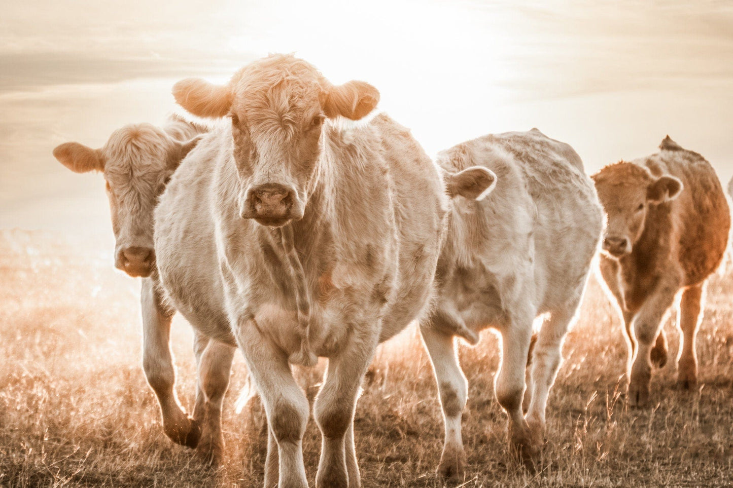 Charolais Cattle Wall Canvas Paper Photo Print / 12 x 18 Inches Wall Art Teri James Photography