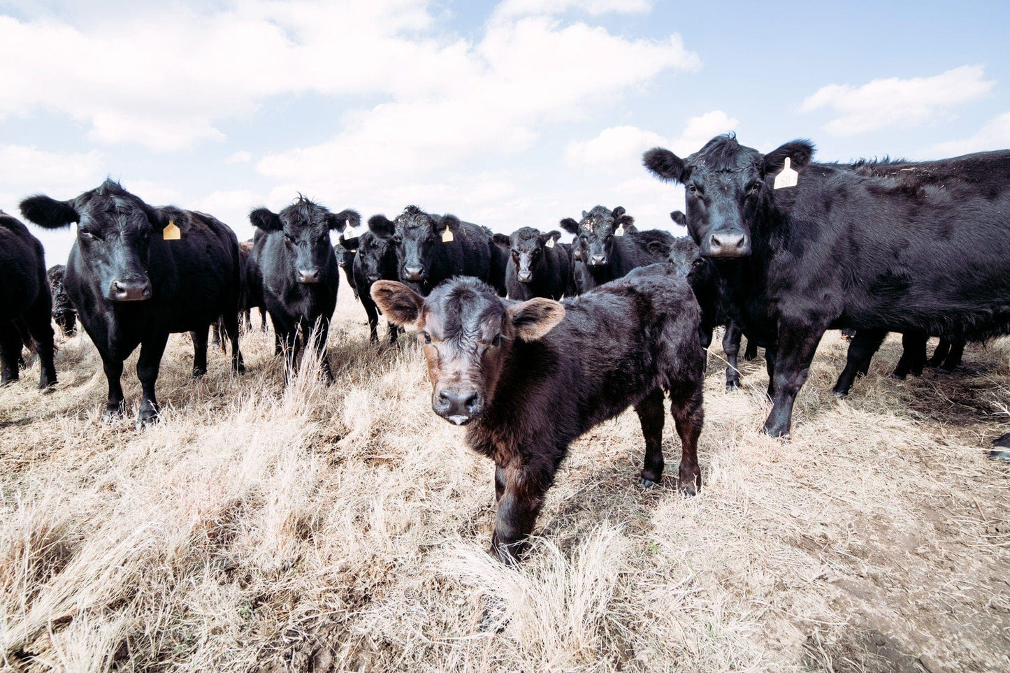 Ranch Style Black Angus Cattle - Angus Cows and Calf Paper Photo Print / 12 x 18 Inches Wall Art Teri James Photography