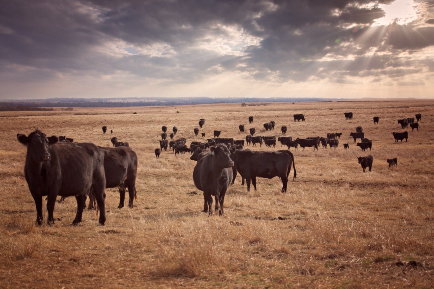 Teri James Photography Wall Art Paper Photo Print / 12 x 18 Inches Ranch Style Cattle Wall Art - Black Angus Cattle on the Prairie