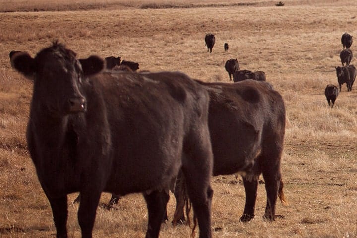 Teri James Photography Wall Art Ranch Style Cattle Wall Art - Black Angus Cattle on the Prairie