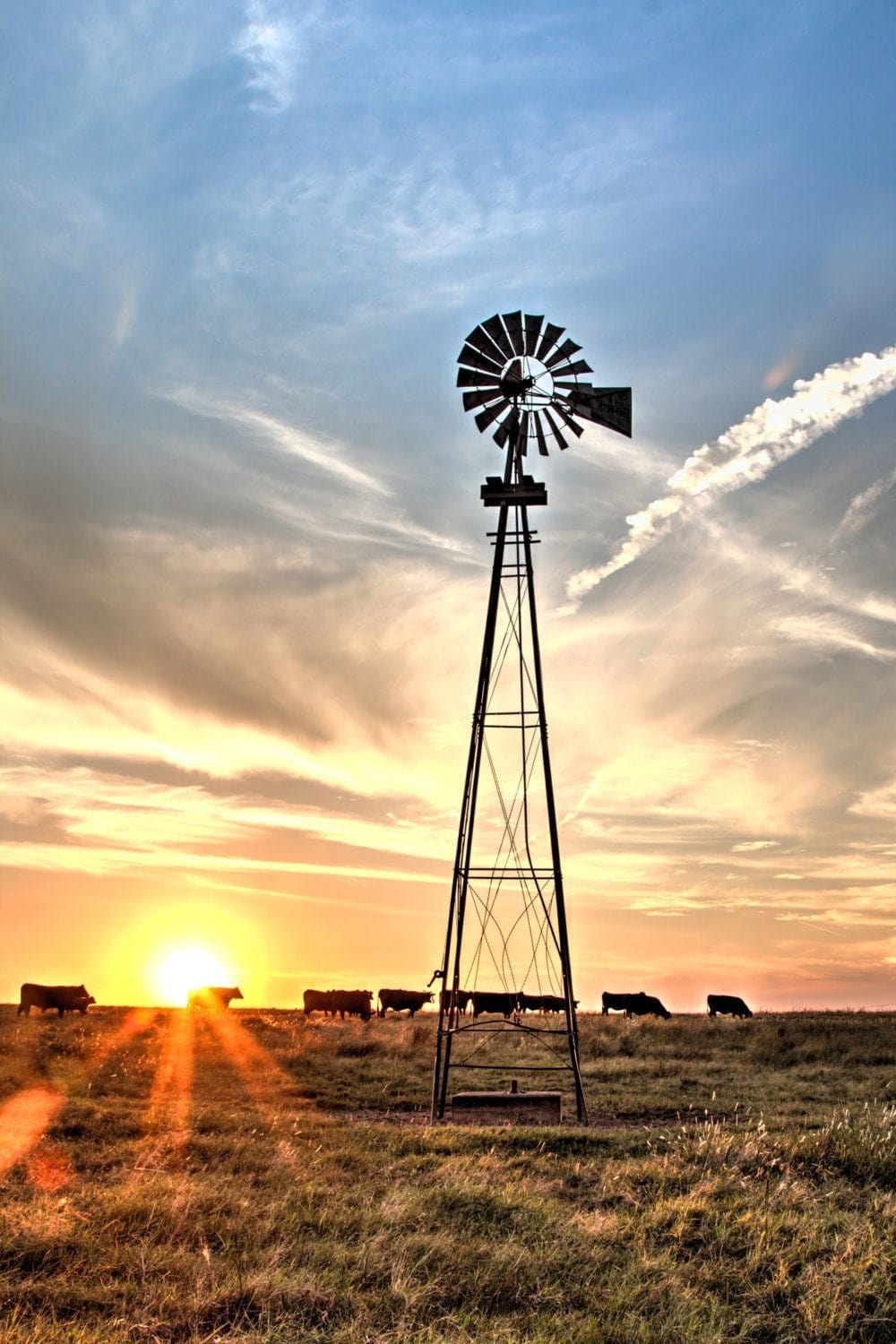 Teri James Photography Wall Art Paper Photo Print / 12 x 18 Inches Rustic Windmill and Black Angus Cattle at Sunset