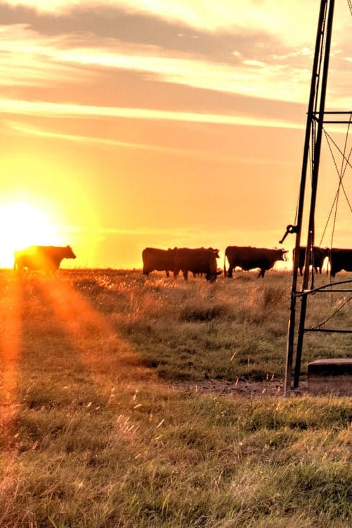 Teri James Photography Wall Art Rustic Windmill and Black Angus Cattle at Sunset