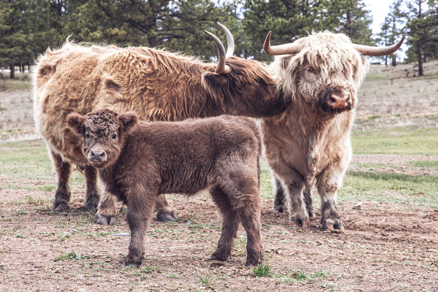 Scottish Highland Cattle Family Paper Photo Print / 12 x 18 Inches Wall Art Teri James Photography