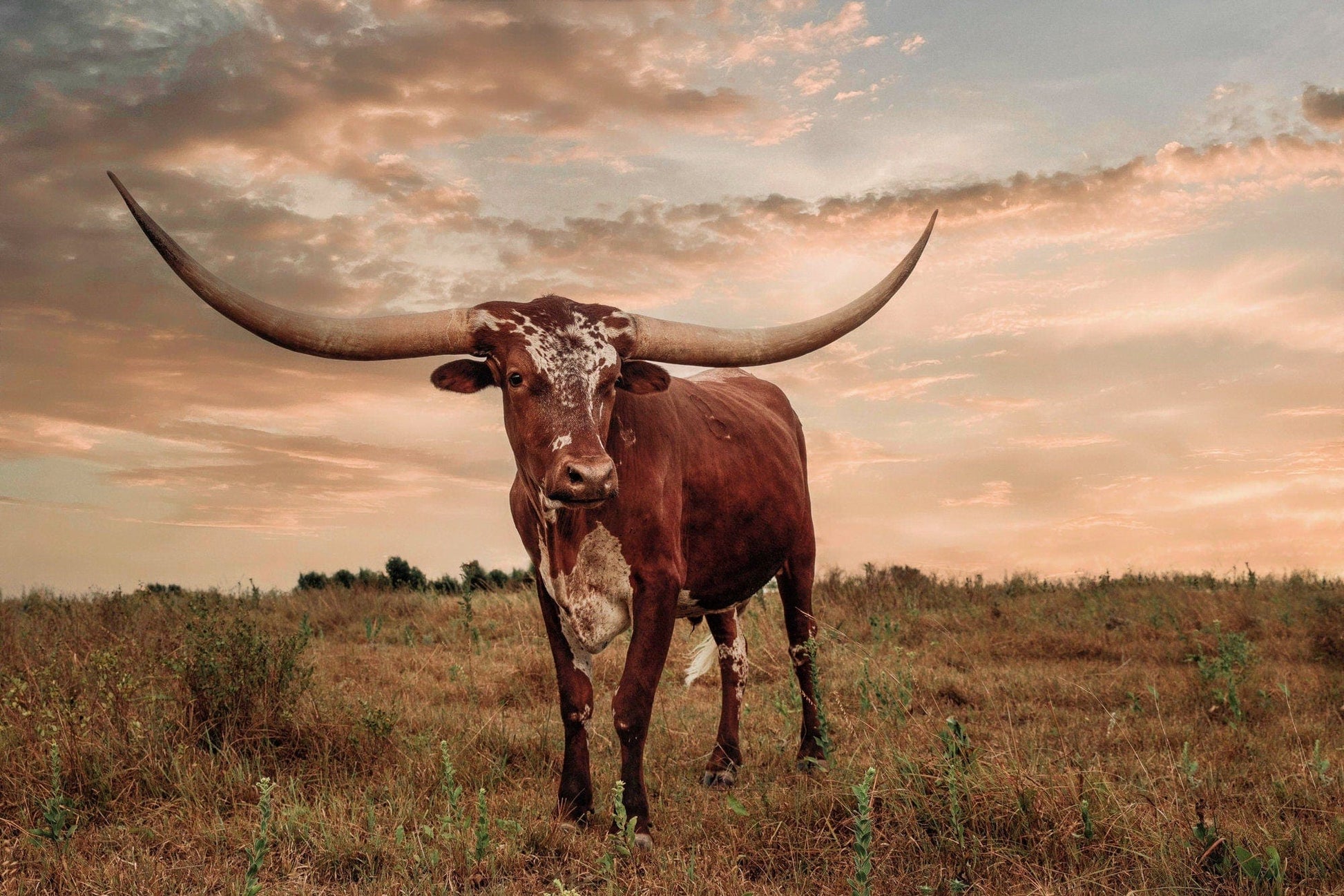 Southwest Style Longhorn Art Paper Photo Print / 12 x 18 Inches Wall Art Teri James Photography