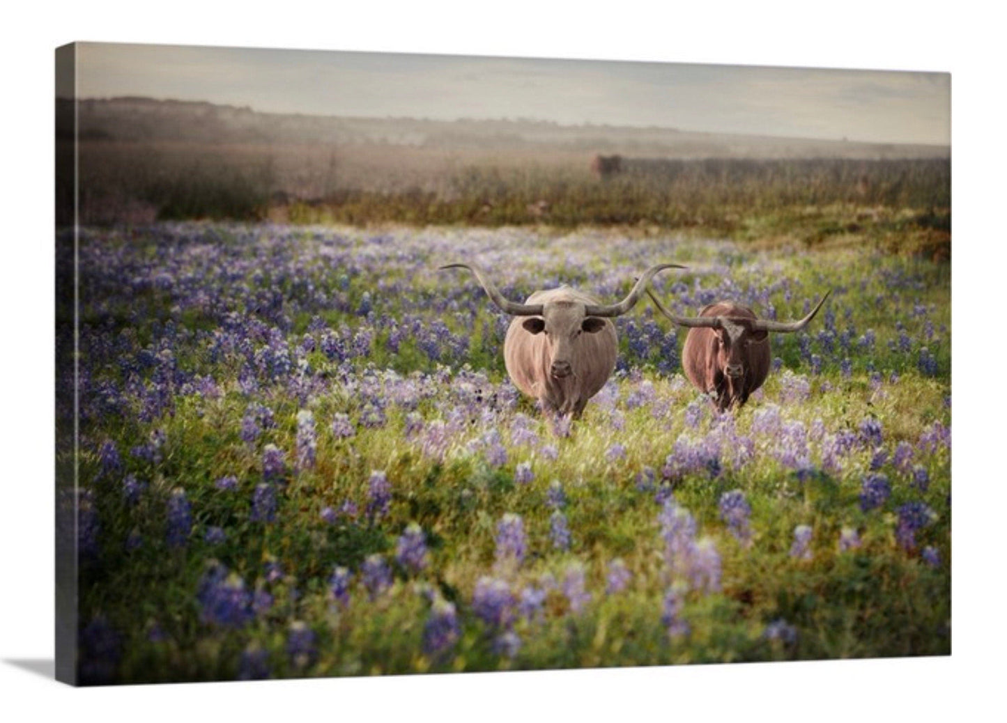 Texas Bluebonnets and Longhorn Cattle Canvas-Unframed / 12 x 18 Inches Wall Art Teri James Photography