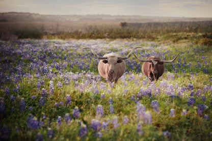 Texas Bluebonnets and Longhorn Cattle Paper Photo Print / 12 x 18 Inches Wall Art Teri James Photography