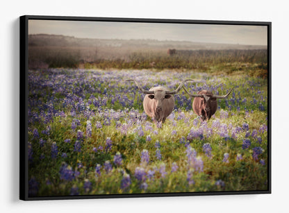 Texas Bluebonnets and Longhorn Cattle Canvas-Black Frame / 12 x 18 Inches Wall Art Teri James Photography