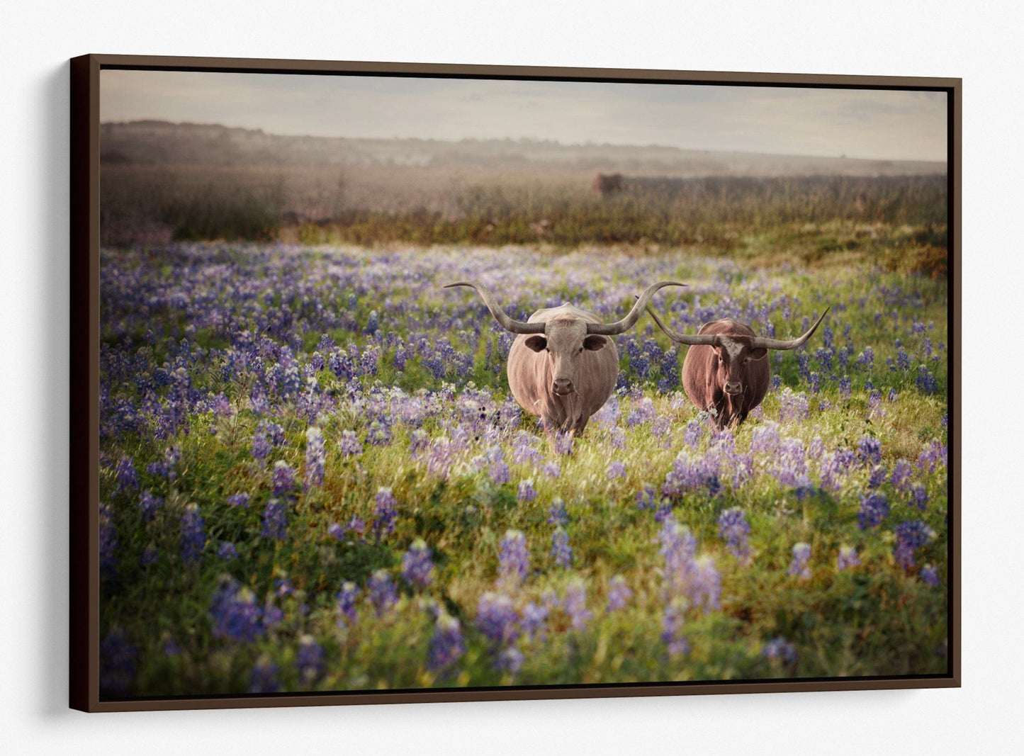 Texas Bluebonnets and Longhorn Cattle Canvas-Walnut Frame / 12 x 18 Inches Wall Art Teri James Photography