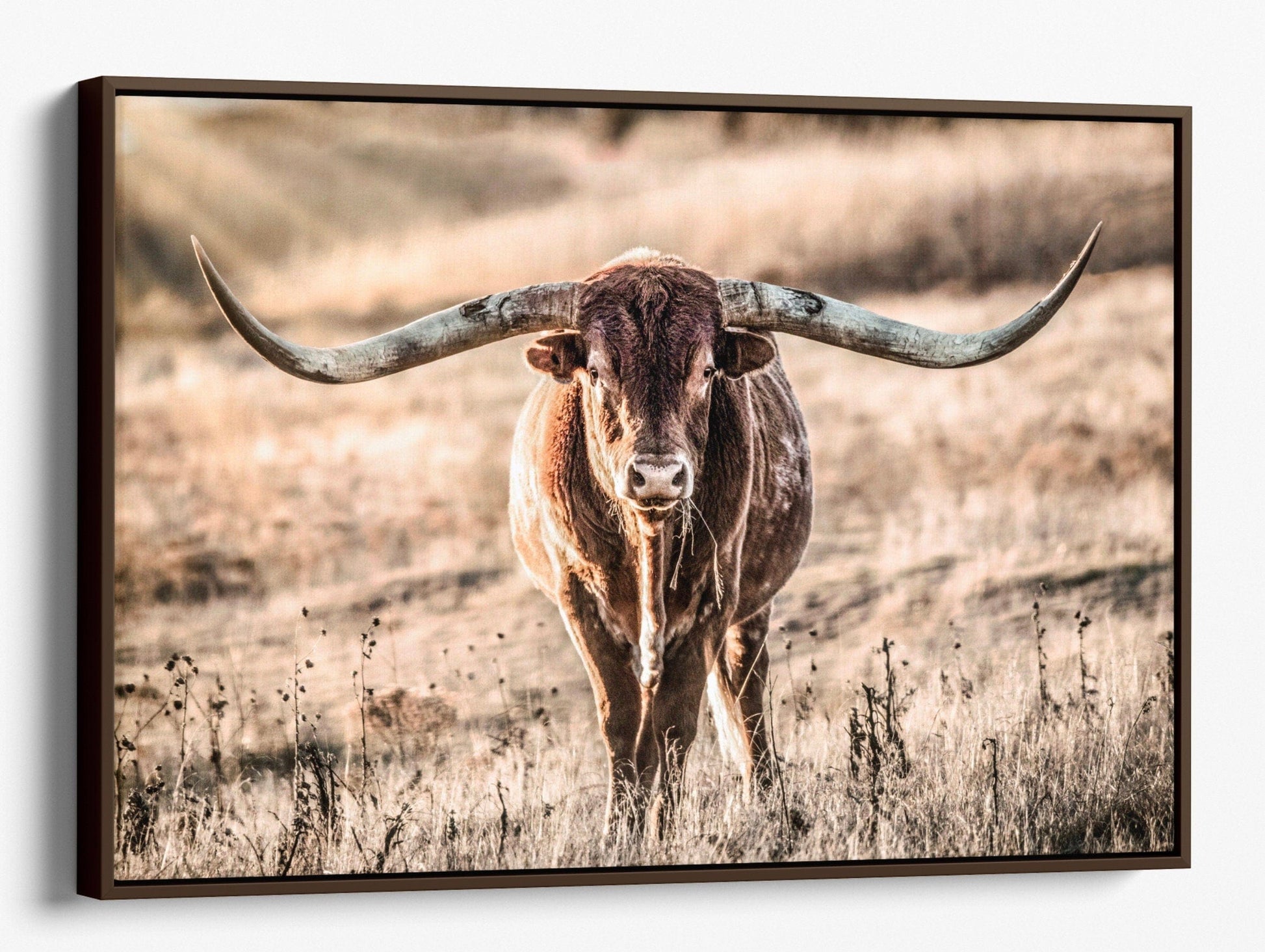 Texas Longhorn Bull and Sunbeams Canvas-Walnut Frame / 12 x 18 Inches Wall Art Teri James Photography