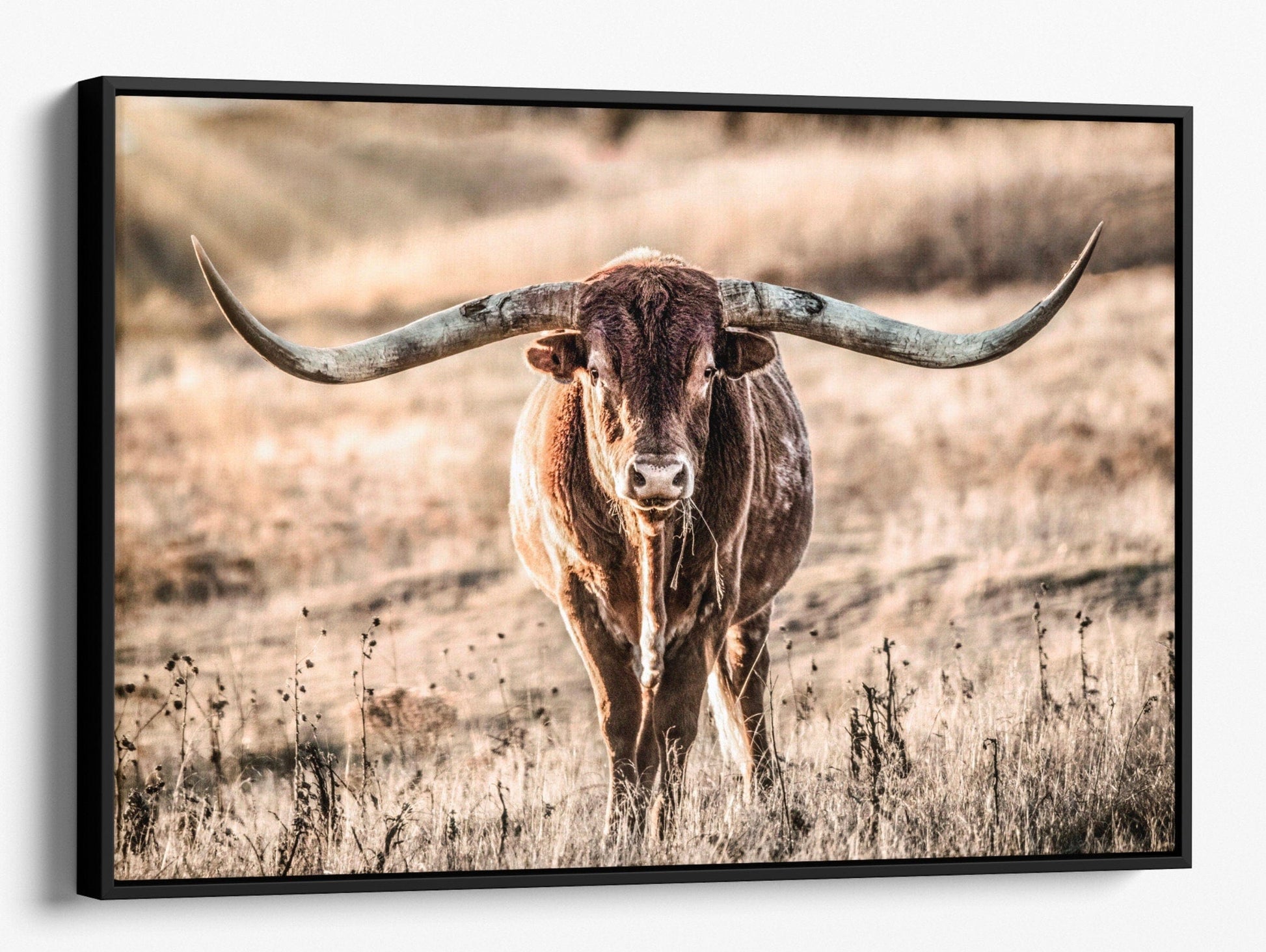 Texas Longhorn Bull and Sunbeams Canvas-Black Frame / 12 x 18 Inches Wall Art Teri James Photography