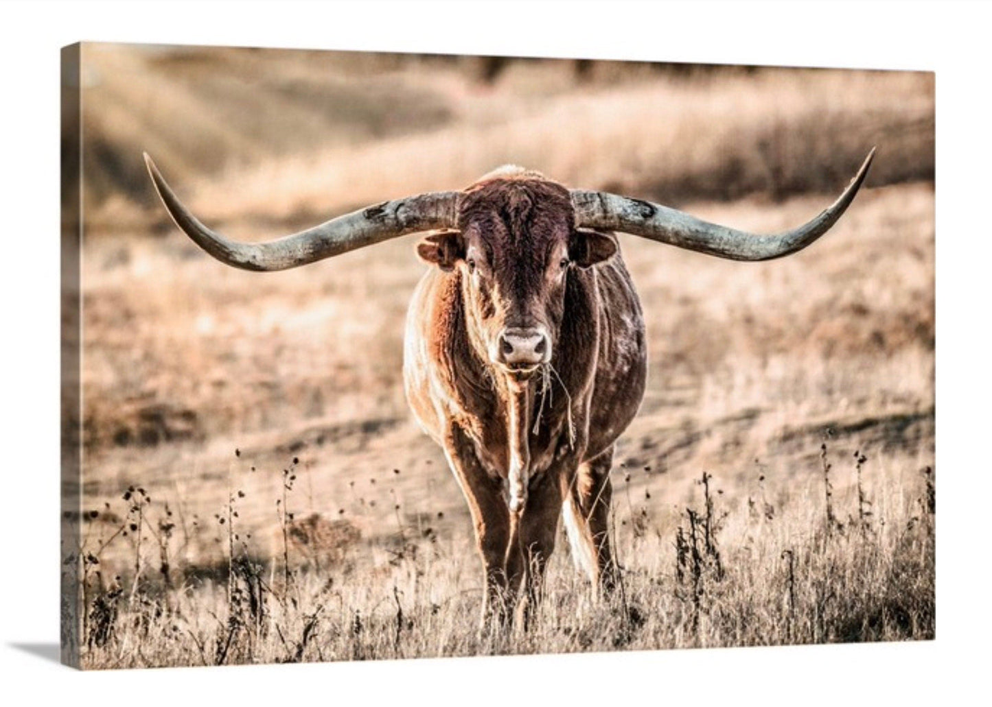 Texas Longhorn Bull and Sunbeams Canvas-Unframed / 12 x 18 Inches Wall Art Teri James Photography