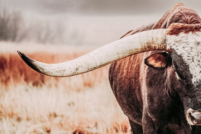 Texas Longhorn Bull Canvas Paper Photo Print / 12 x 18 Inches Wall Art Teri James Photography