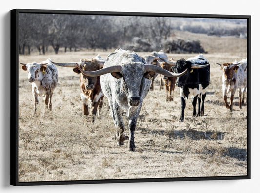 Teri James Photography Wall Art Canvas-Black Frame / 12 x 18 Inches Texas Longhorn Bull Leading the Herd