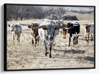 Texas Longhorn Bull Leading the Herd Canvas-Black Frame / 12 x 18 Inches Wall Art Teri James Photography