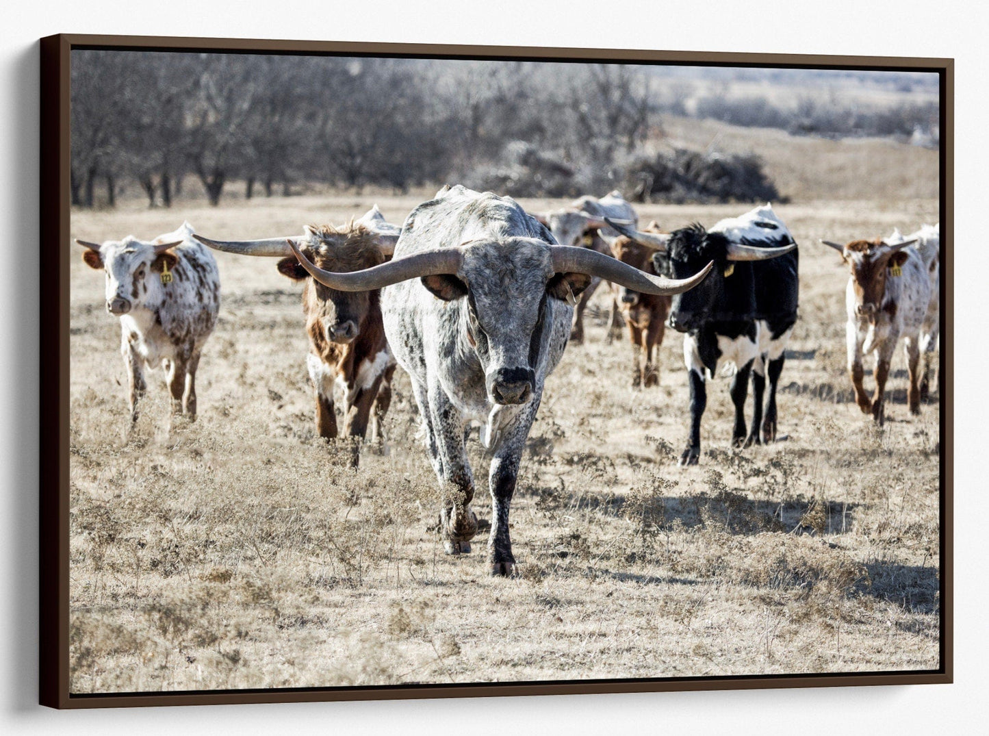 Texas Longhorn Bull Leading the Herd Canvas-Walnut Frame / 12 x 18 Inches Wall Art Teri James Photography