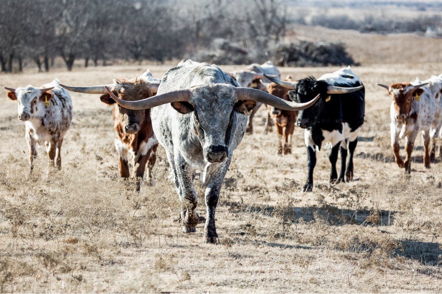 Texas Longhorn Bull Leading the Herd Paper Photo Print / 12 x 18 Inches Wall Art Teri James Photography
