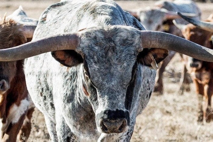 Texas Longhorn Bull Leading the Herd Wall Art Teri James Photography