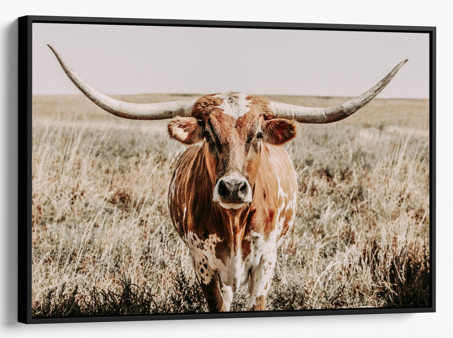 Texas Longhorn Canvas Wall Art Canvas-Black Frame / 12 x 18 Inches Wall Art Teri James Photography