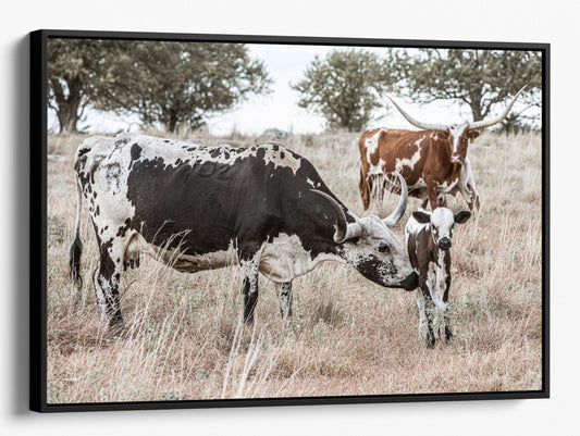 Texas Longhorn Cattle - Cows and Calves Canvas-Black Frame / 12 x 18 Inches Wall Art Teri James Photography