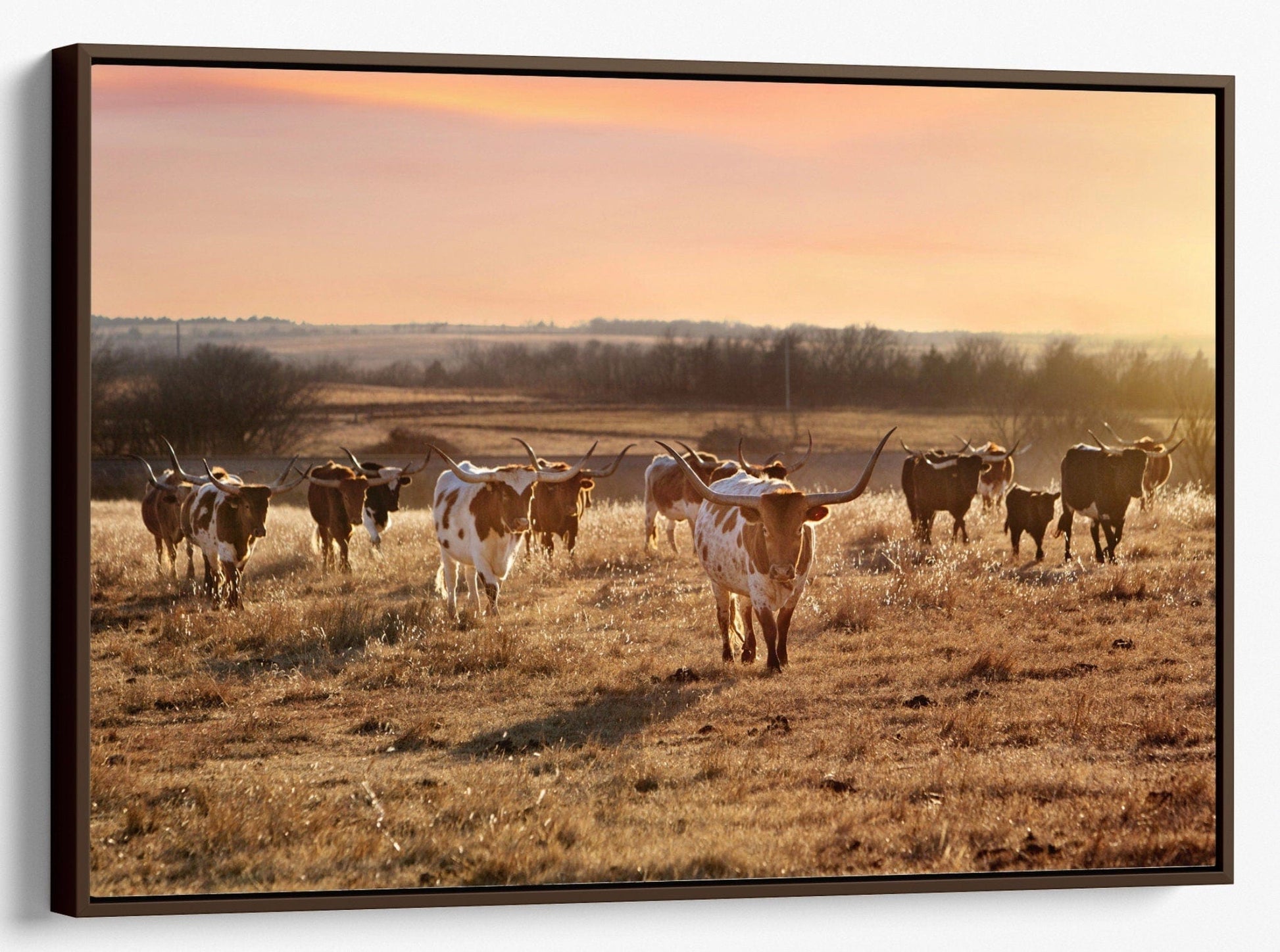 Texas Longhorn Cattle Herd at Sunset Canvas-Walnut Frame / 12 x 18 Inches Wall Art Teri James Photography