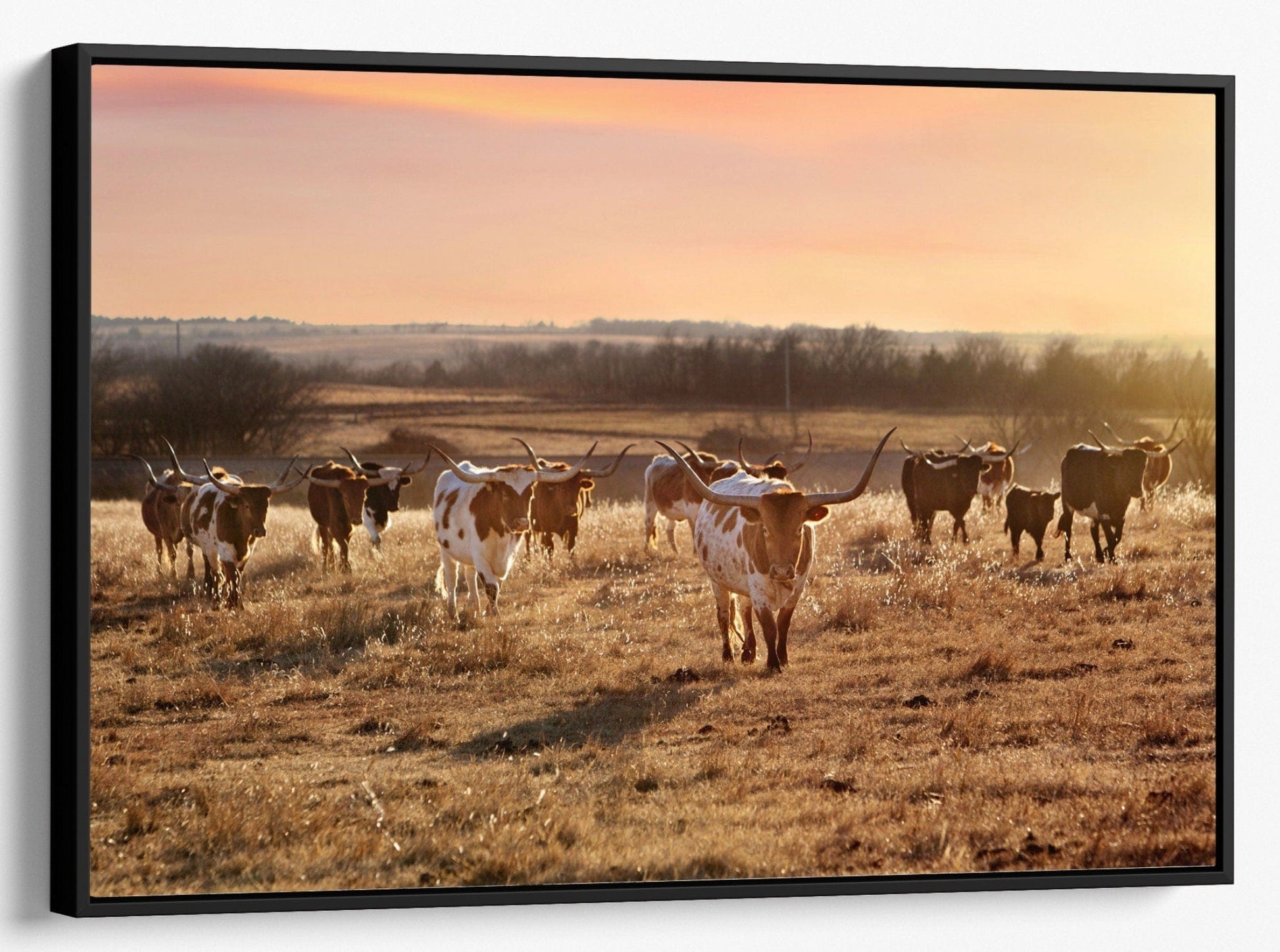 Texas Longhorn Cattle Herd at Sunset Canvas-Black Frame / 12 x 18 Inches Wall Art Teri James Photography
