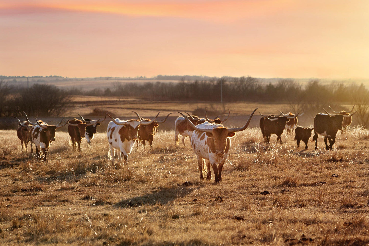Texas Longhorn Cattle Herd at Sunset Paper Photo Print / 12 x 18 Inches Wall Art Teri James Photography