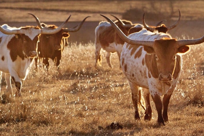 Texas Longhorn Cattle Herd at Sunset Wall Art Teri James Photography
