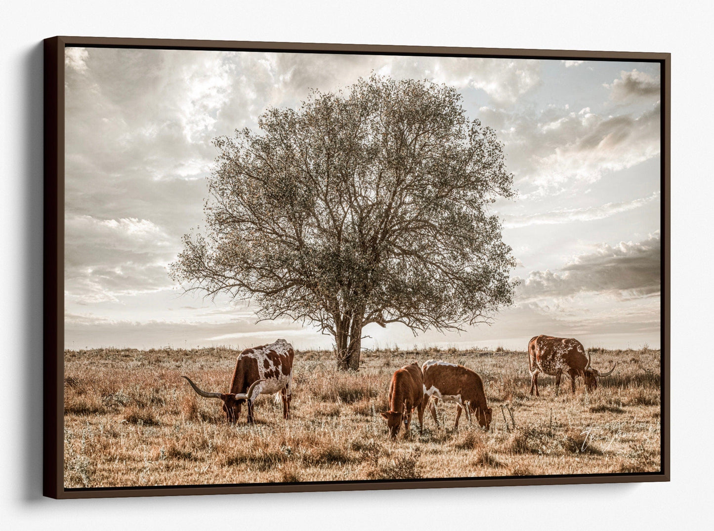 Texas Longhorn Cattle in the Kansas Flint Hills Canvas-Walnut Frame / 12 x 18 Inches Wall Art Teri James Photography