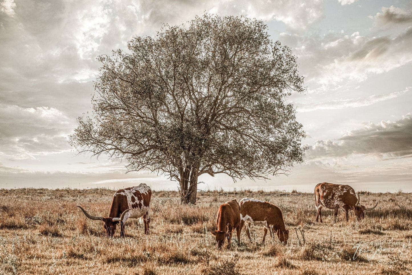 Texas Longhorn Cattle in the Kansas Flint Hills Paper Photo Print / 12 x 18 Inches Wall Art Teri James Photography