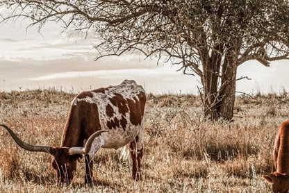 Texas Longhorn Cattle in the Kansas Flint Hills Wall Art Teri James Photography
