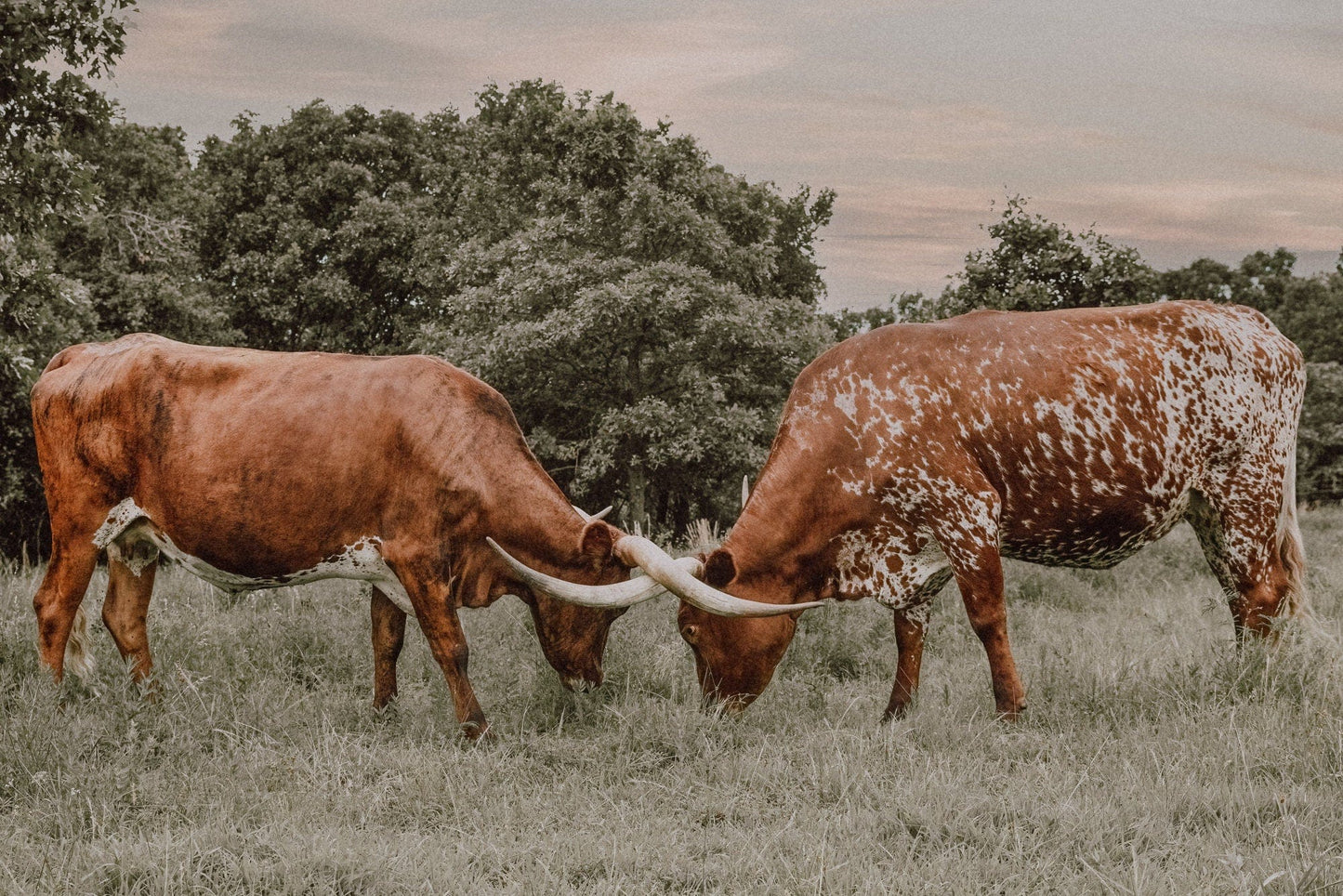 Texas Longhorn Cattle Wall Art in Muted Colors Paper Photo Print / 12 x 18 Inches Wall Art Teri James Photography