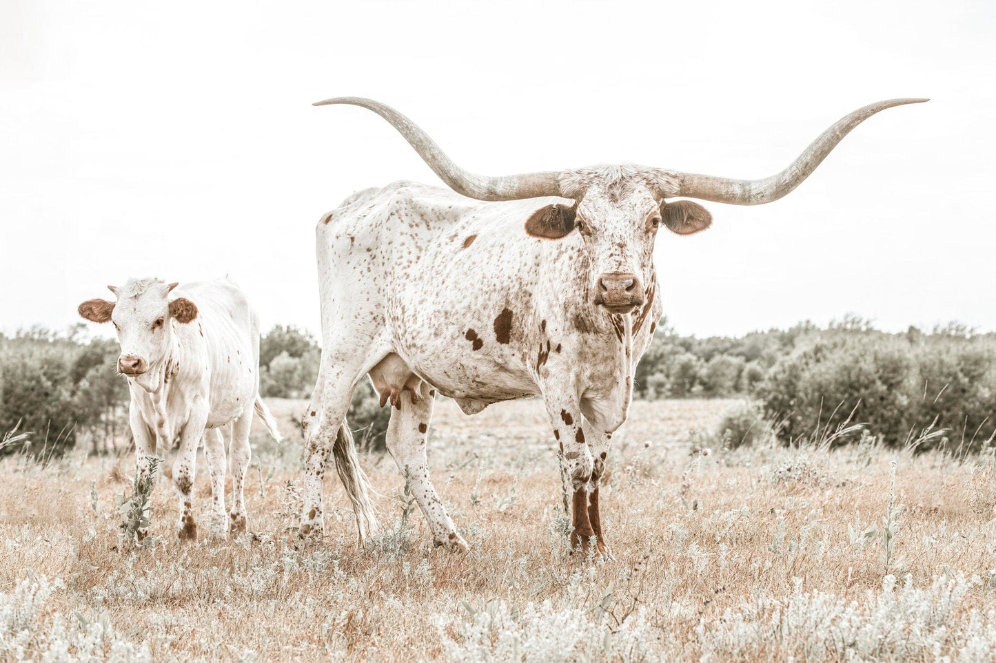 Teri James Photography Wall Art Paper Photo Print / 12 x 18 Inches Texas Longhorn Cow & Calf Wall Art