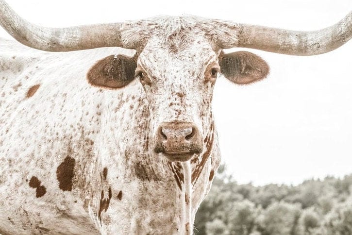 Teri James Photography Wall Art Texas Longhorn Cow & Calf Wall Art