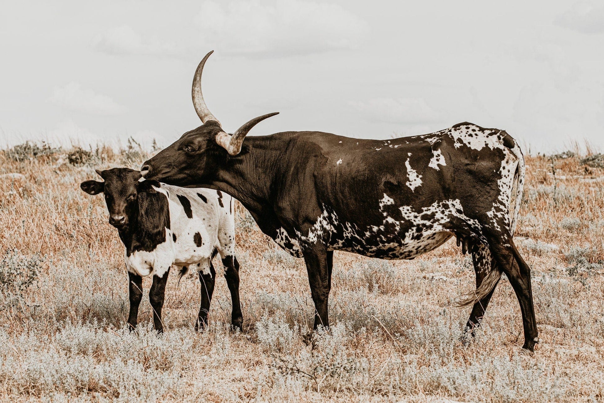 Texas Longhorn Cow & Calf Western Nursery Wall Art Paper Photo Print / 12 x 18 Inches Wall Art Teri James Photography