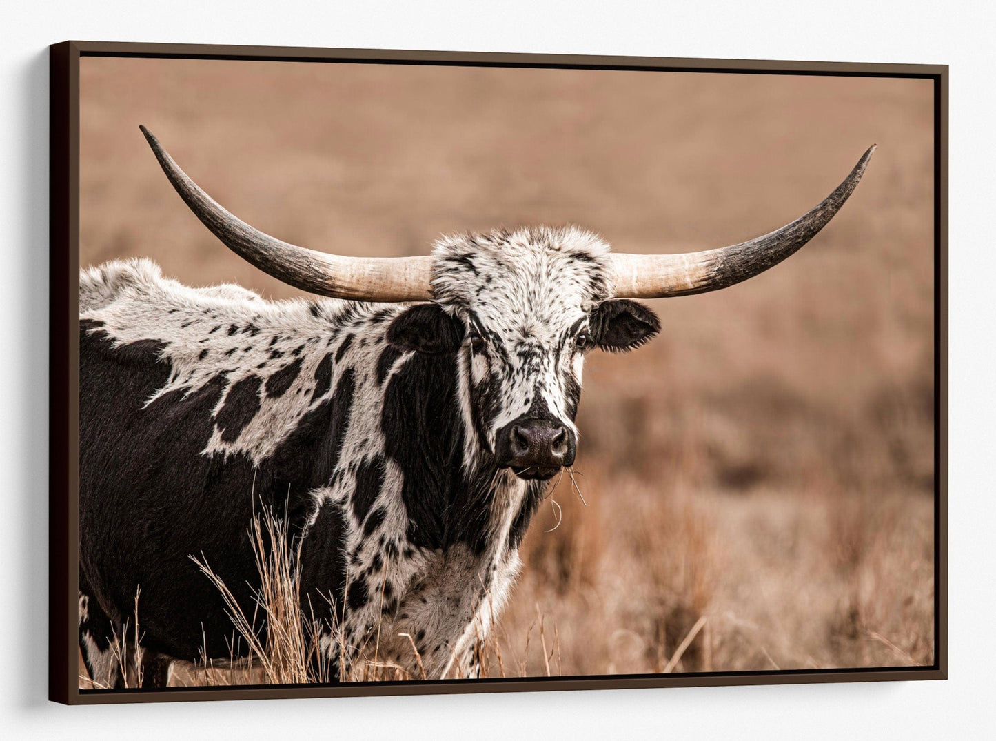 Texas Longhorn Cow Canvas Western Wall Art Canvas-Walnut Frame / 12 x 18 Inches Wall Art Teri James Photography