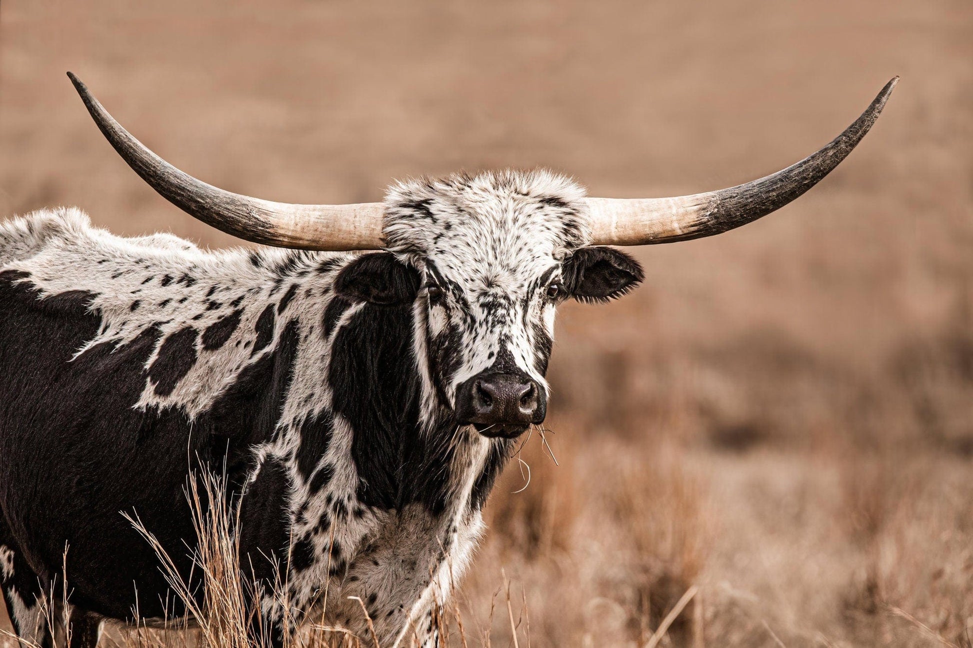 Texas Longhorn Cow Canvas Western Wall Art Paper Photo Print / 12 x 18 Inches Wall Art Teri James Photography